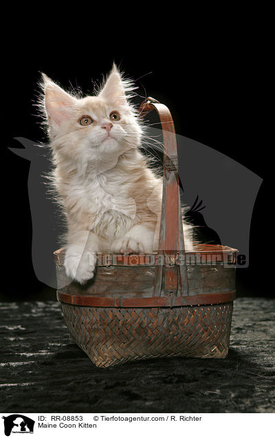 Maine Coon Ktzchen / Maine Coon Kitten / RR-08853