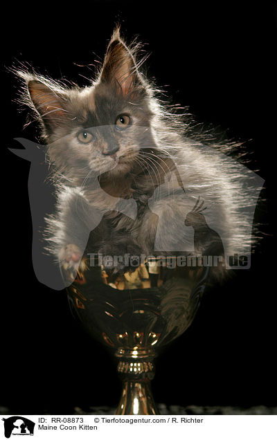 Maine Coon Kitten / RR-08873