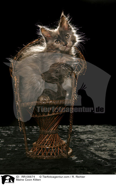 Maine Coon Kitten / RR-08874