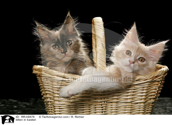 kitten in basket / RR-08876