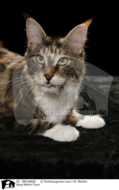 liegende Maine Coon / lying Maine Coon / RR-08882