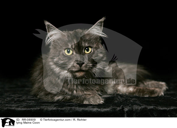 liegende Maine Coon / lying Maine Coon / RR-08909