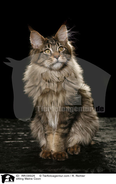 sitzende Maine Coon / sitting Maine Coon / RR-08926