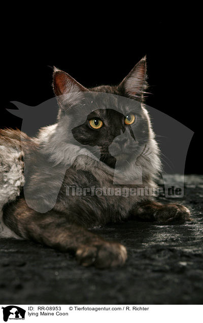 liegende Maine Coon / lying Maine Coon / RR-08953
