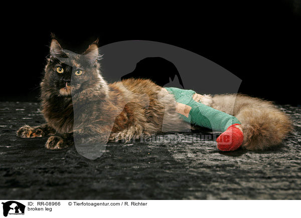 Katze mit gebrochenem Bein / broken leg / RR-08966