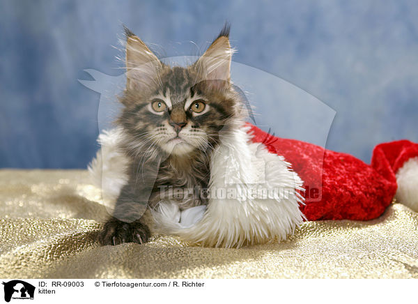 Ktzchen in Weihnachtsmannmtze / kitten / RR-09003