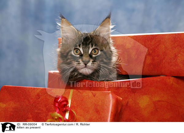 kitten as present / RR-09004
