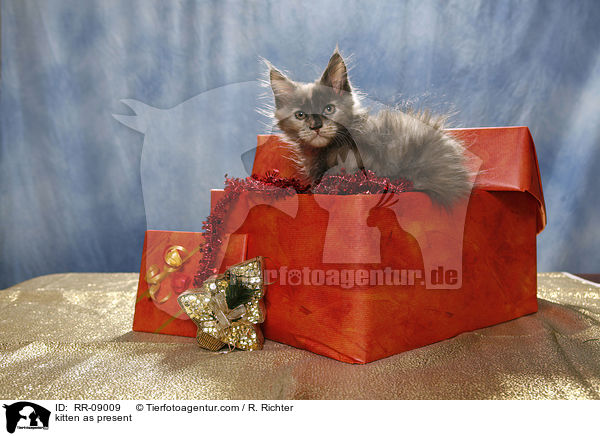 Ktzchen im Geschenk / kitten as present / RR-09009