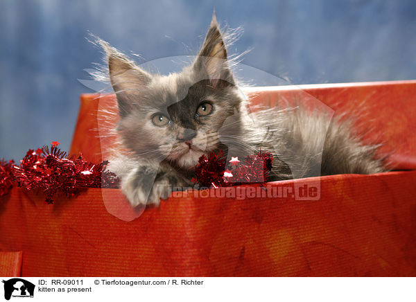 kitten as present / RR-09011