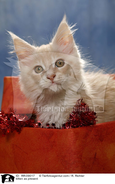 kitten as present / RR-09017