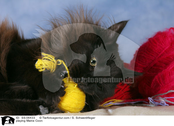spielende Maine Coon / playing Maine Coon / SS-06433