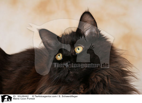 Maine Coon Portrait / SS-06442