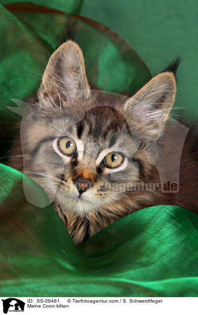 Maine Coon kitten / SS-06481