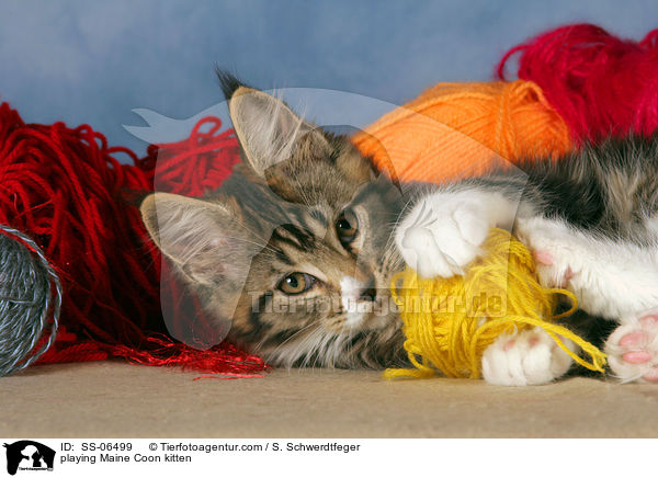 spielendes Maine Coon Ktzchen / playing Maine Coon kitten / SS-06499
