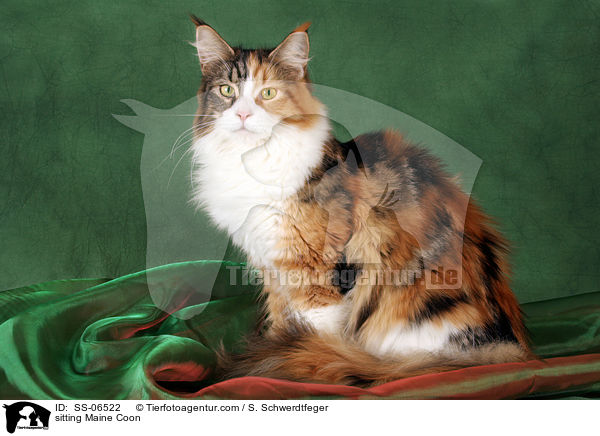 sitzende Maine Coon / sitting Maine Coon / SS-06522