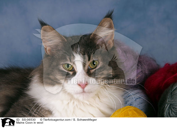 Maine Coon in Wolle / Maine Coon in wool / SS-06530