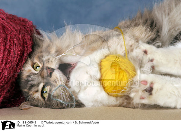 Maine Coon in Wolle / Maine Coon in wool / SS-06543