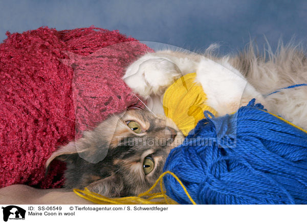 Maine Coon in Wolle / Maine Coon in wool / SS-06549