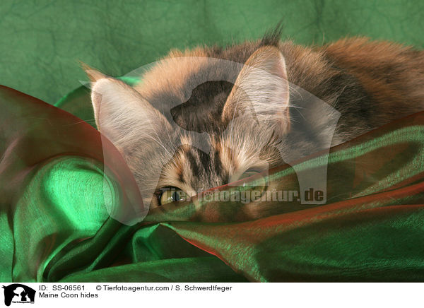 Maine Coon hides / SS-06561