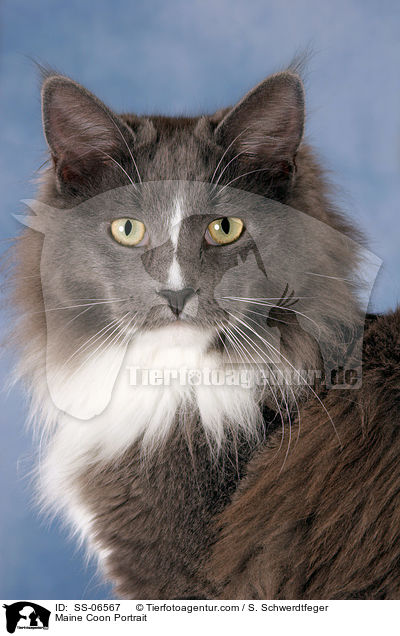 Maine Coon Portrait / SS-06567