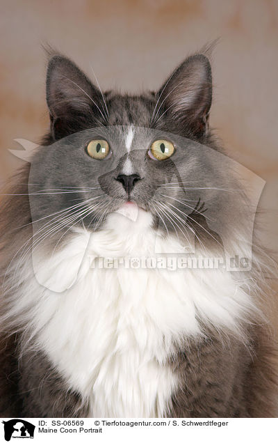 Maine Coon Portrait / SS-06569