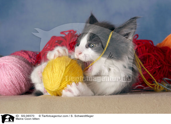 Maine Coon Ktzchen / Maine Coon kitten / SS-06570