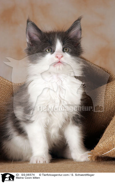 Maine Coon Ktzchen / Maine Coon kitten / SS-06574