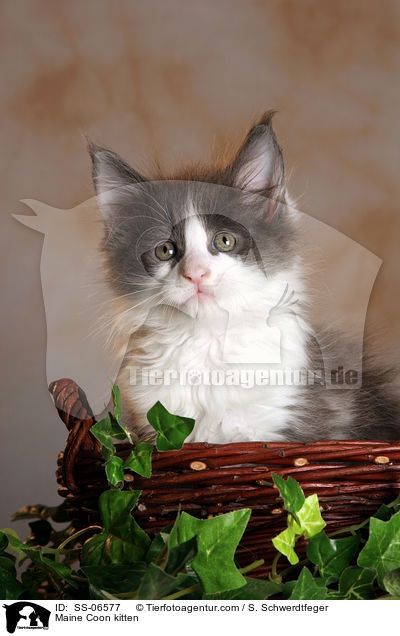 Maine Coon Ktzchen / Maine Coon kitten / SS-06577