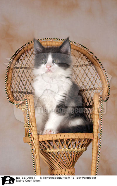 Maine Coon Ktzchen / Maine Coon kitten / SS-06581