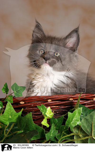 Maine Coon Ktzchen / Maine Coon kitten / SS-06589