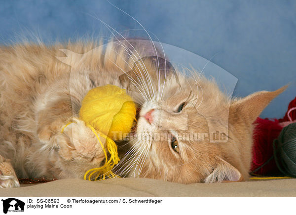 spielende Maine Coon / playing Maine Coon / SS-06593