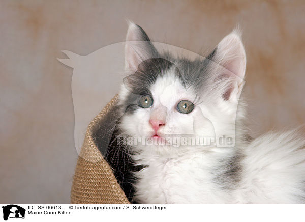 Maine Coon Ktzchen / Maine Coon Kitten / SS-06613
