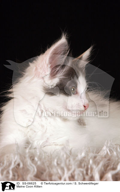 Maine Coon Kitten / SS-06625
