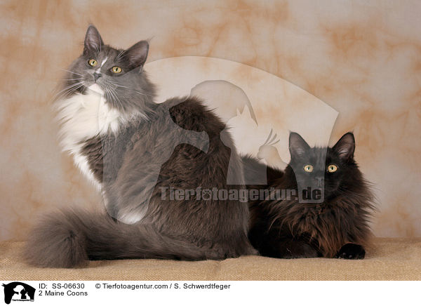 2 Maine Coons / 2 Maine Coons / SS-06630