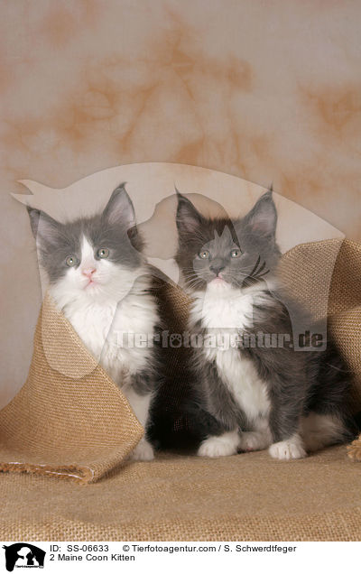 2 Maine Coon Ktzchen / 2 Maine Coon Kitten / SS-06633