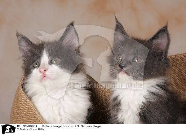 2 Maine Coon Ktzchen / 2 Maine Coon Kitten / SS-06634