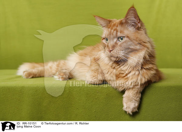 liegende Maine Coon / lying Maine Coon / RR-10151