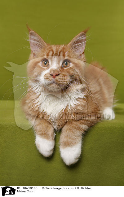 Maine Coon / Maine Coon / RR-10166
