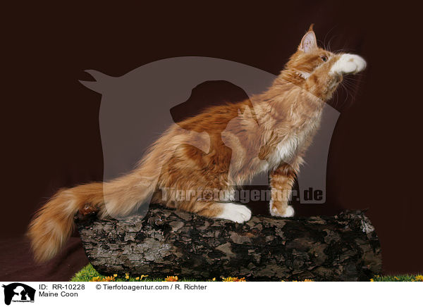 Maine Coon / Maine Coon / RR-10228
