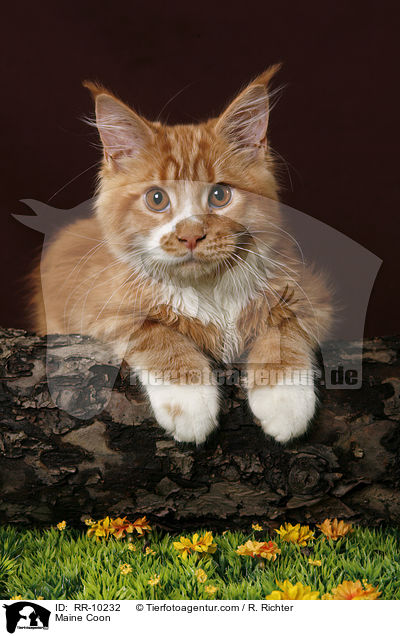Maine Coon / Maine Coon / RR-10232