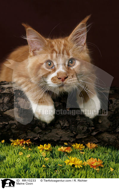 Maine Coon / Maine Coon / RR-10233