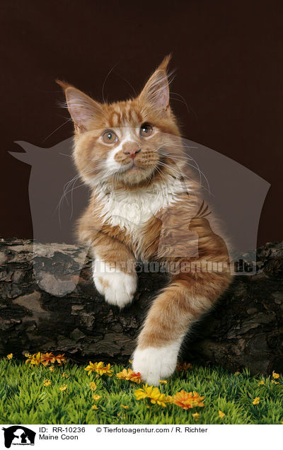 Maine Coon / Maine Coon / RR-10236