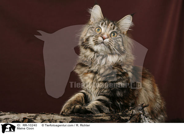 Maine Coon / RR-10240