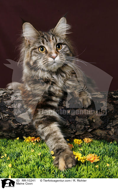 Maine Coon / Maine Coon / RR-10241