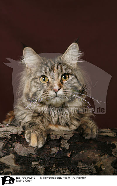 Maine Coon / Maine Coon / RR-10242