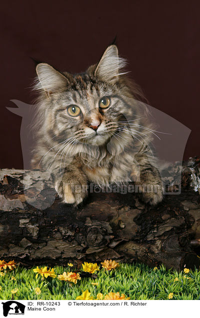 Maine Coon / Maine Coon / RR-10243
