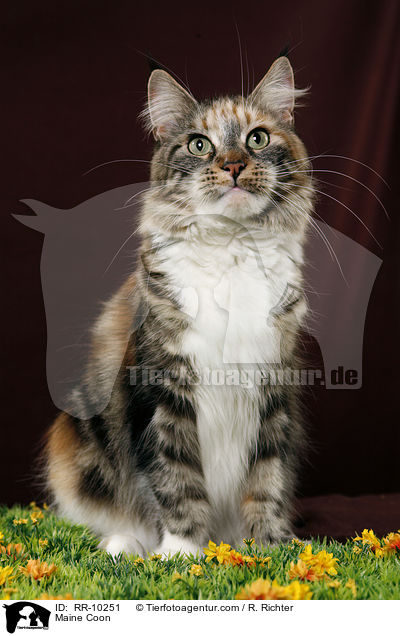 Maine Coon / Maine Coon / RR-10251