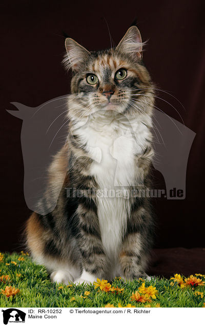 Maine Coon / Maine Coon / RR-10252