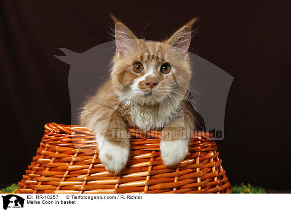 Maine Coon im Krbchen / Maine Coon in basket / RR-10257