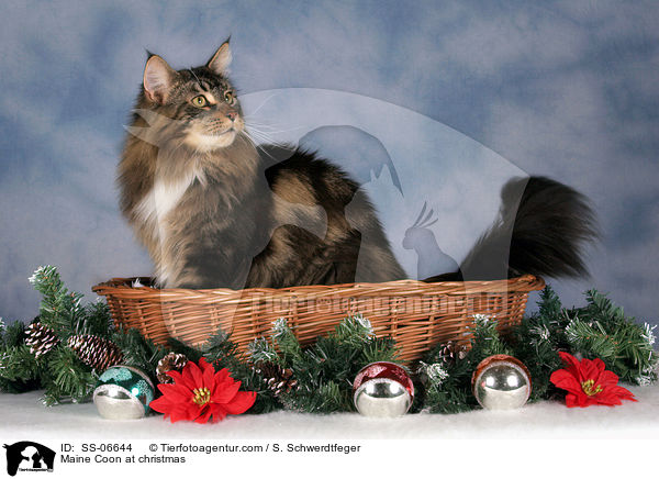 Maine Coon zu Weihnachten / Maine Coon at christmas / SS-06644